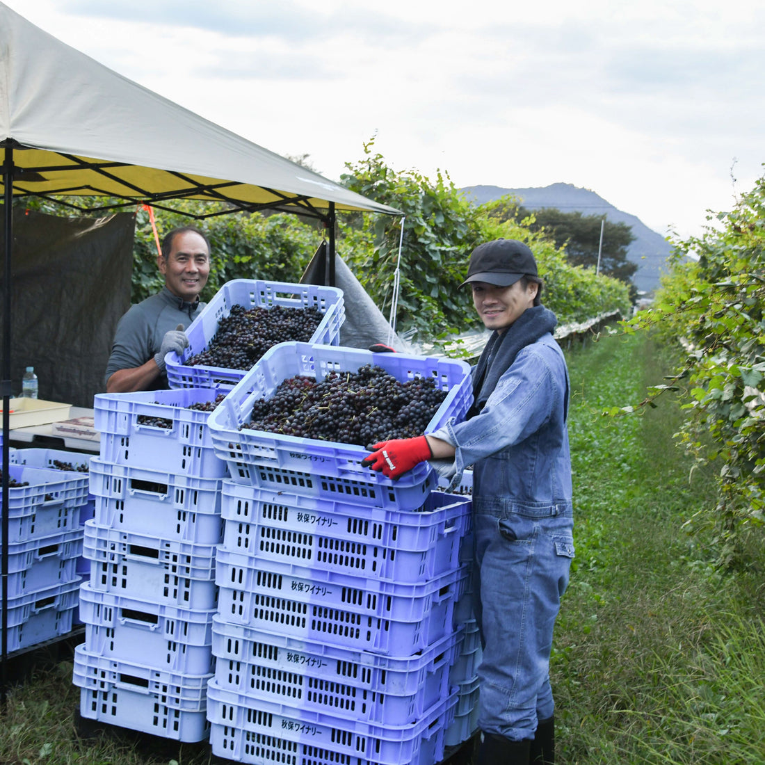 RADWIMPS ボクンチワイン 二〇二三 (赤)