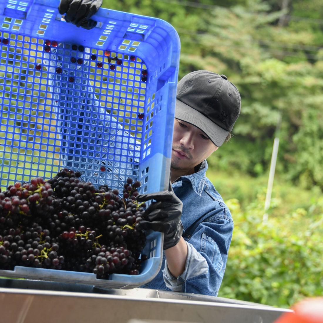 RADWIMPS ボクンチワイン 二〇二三 (赤・白セット)