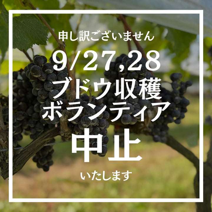 9/27,28 ブドウ収穫ボランティア中止のお知らせ